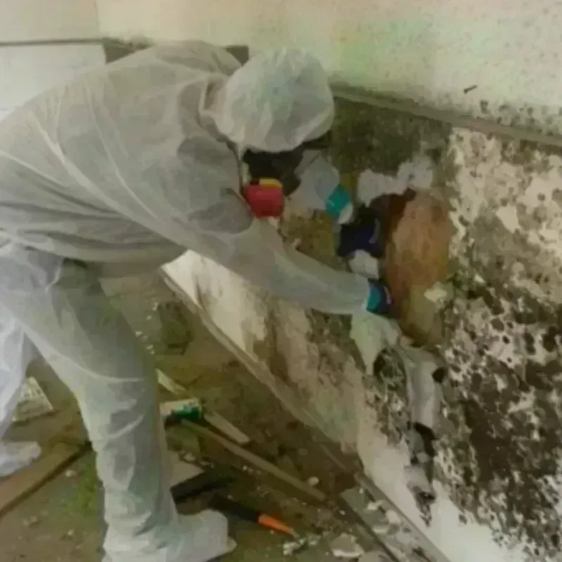 Mold Remediation and Removal in Shallowater, TX